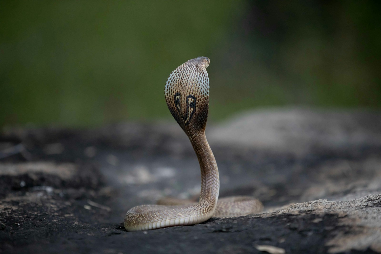 Cobra snake on a rock