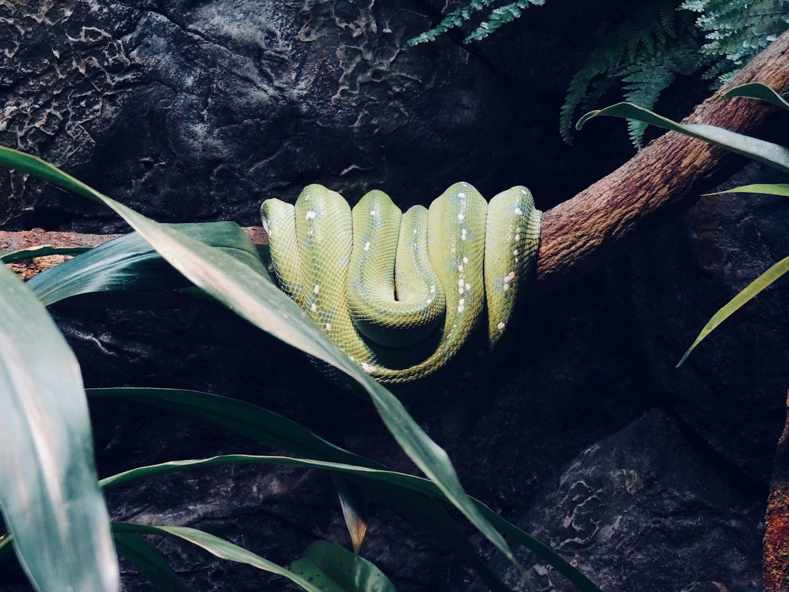 green snake on tree branch.