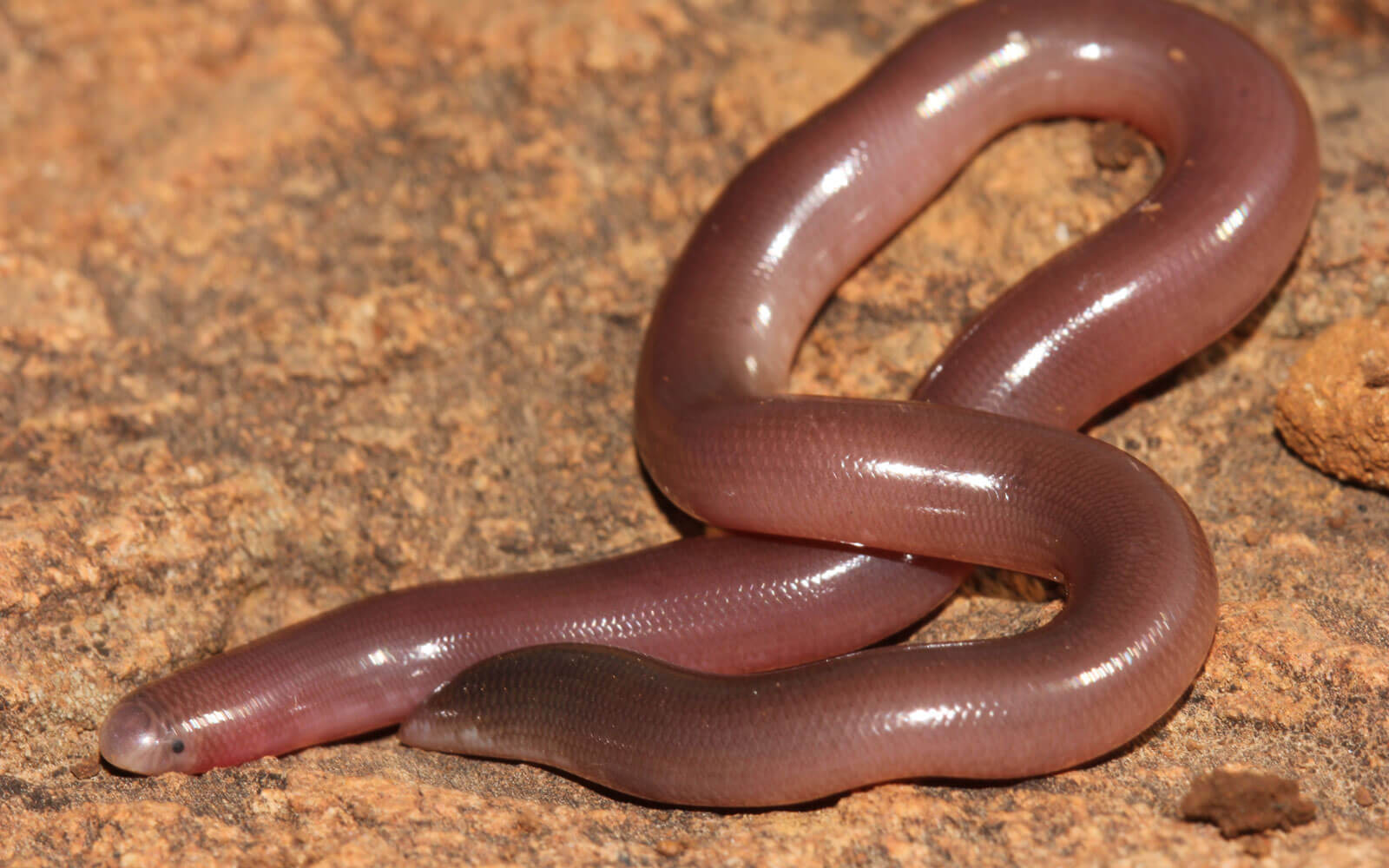 fossorial-snakes- Kloof conservancy