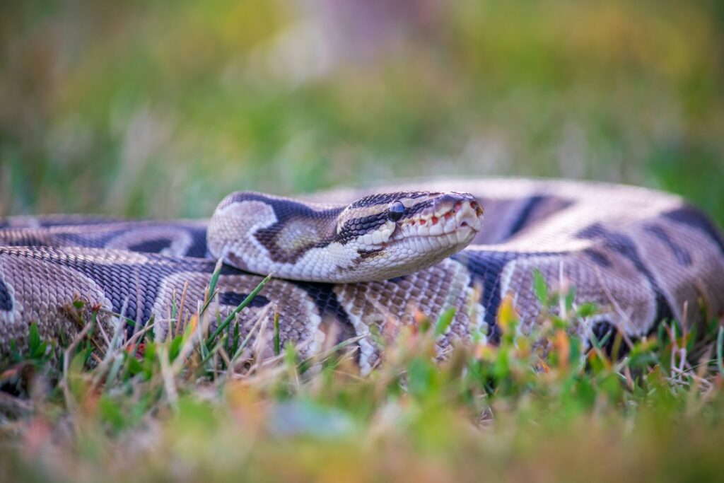 A viper snake laying down in the grass