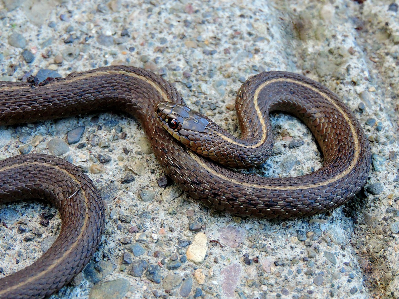 garter-snake-