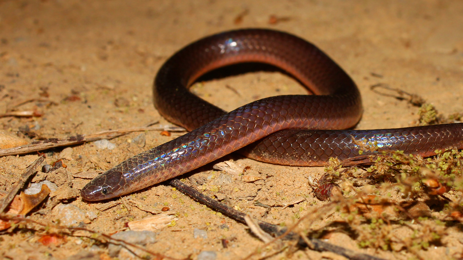 The eastern worm snake (Carphophis amoenus amoenus