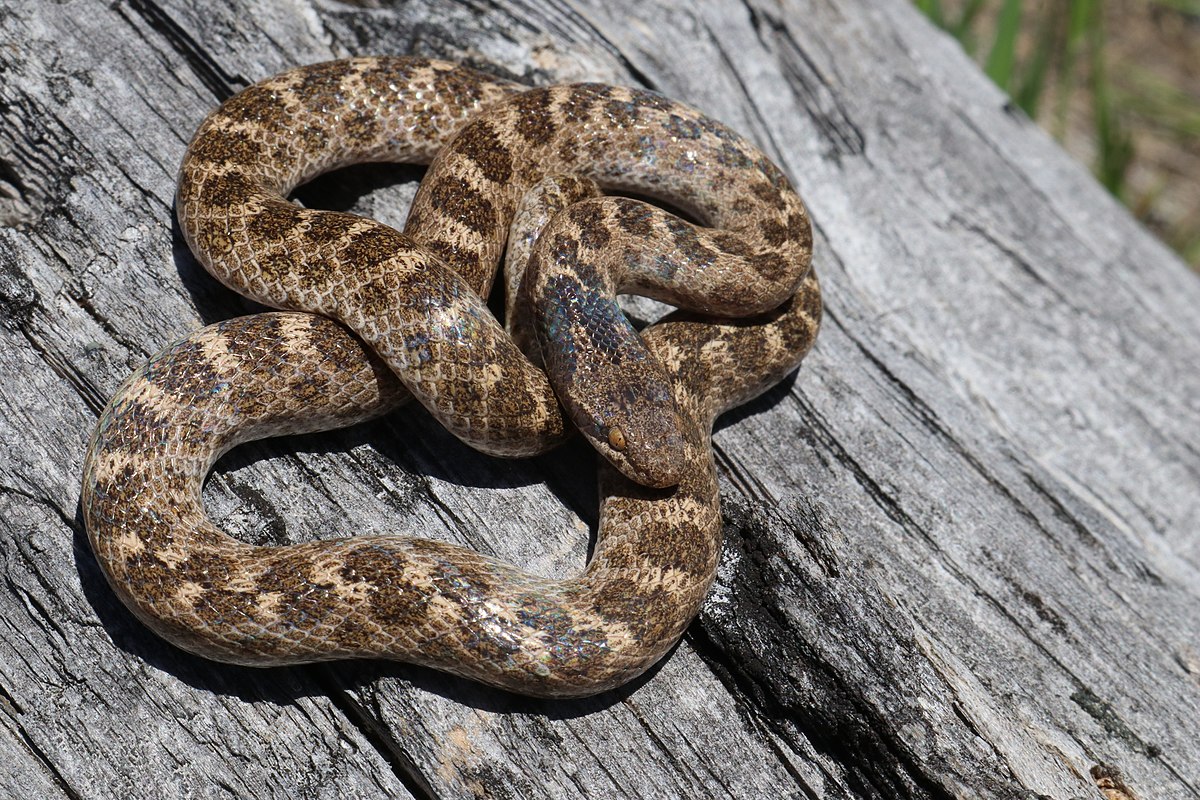 California night snake- image via Wikipedia