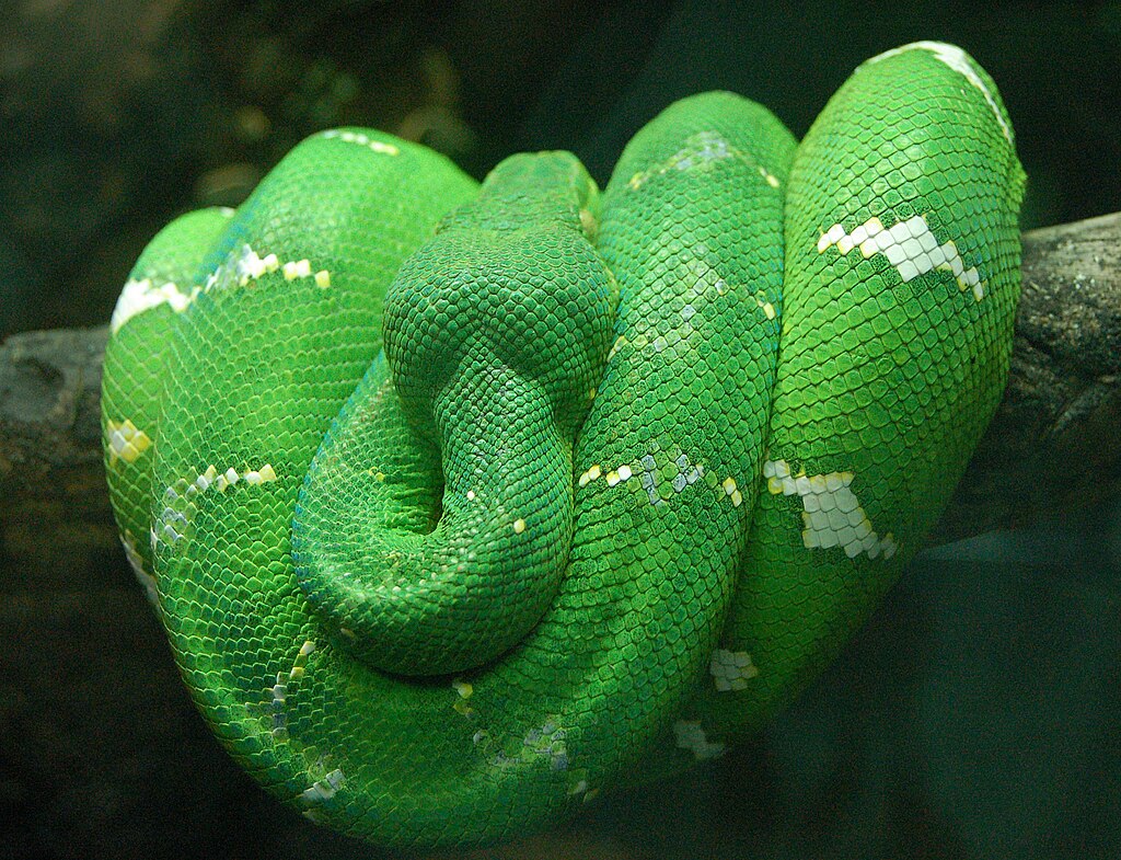 Emerald tea boa- image by Derek Ramsey via Wikipedia