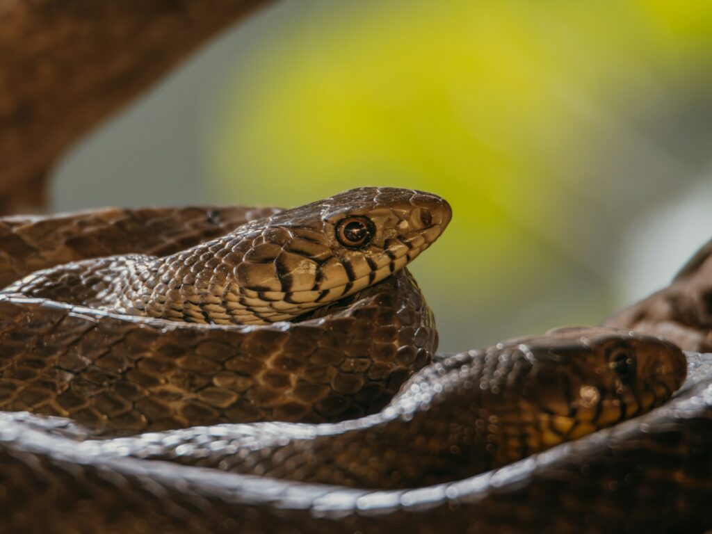 Snake Venomous