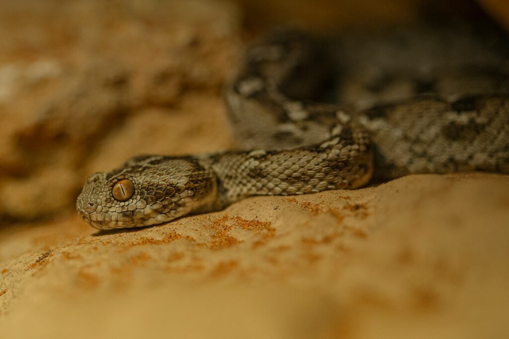 Viper Snake
