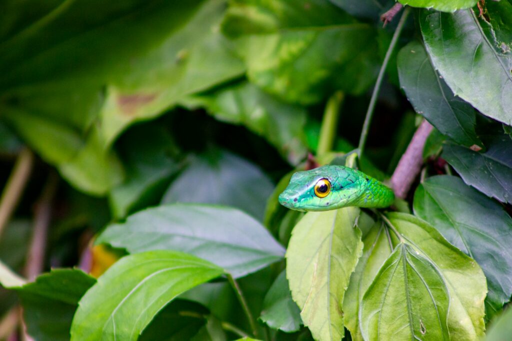 Smooth green snakes on green leaves