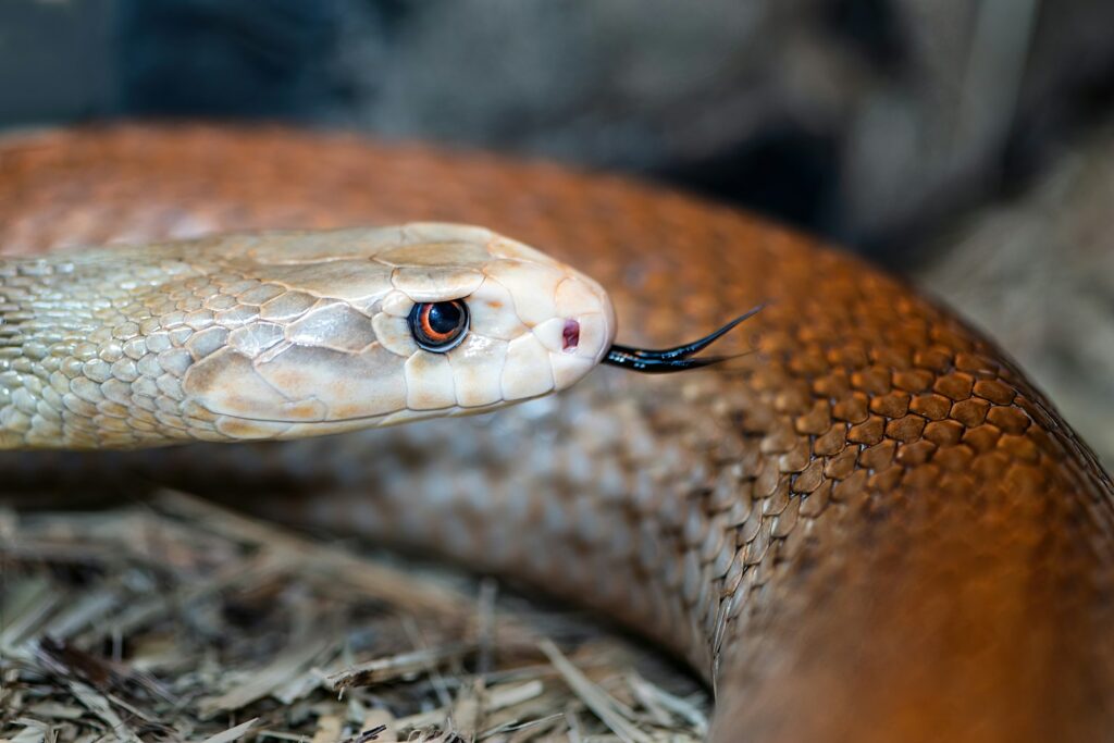 A snake with its tongue out of its mouth