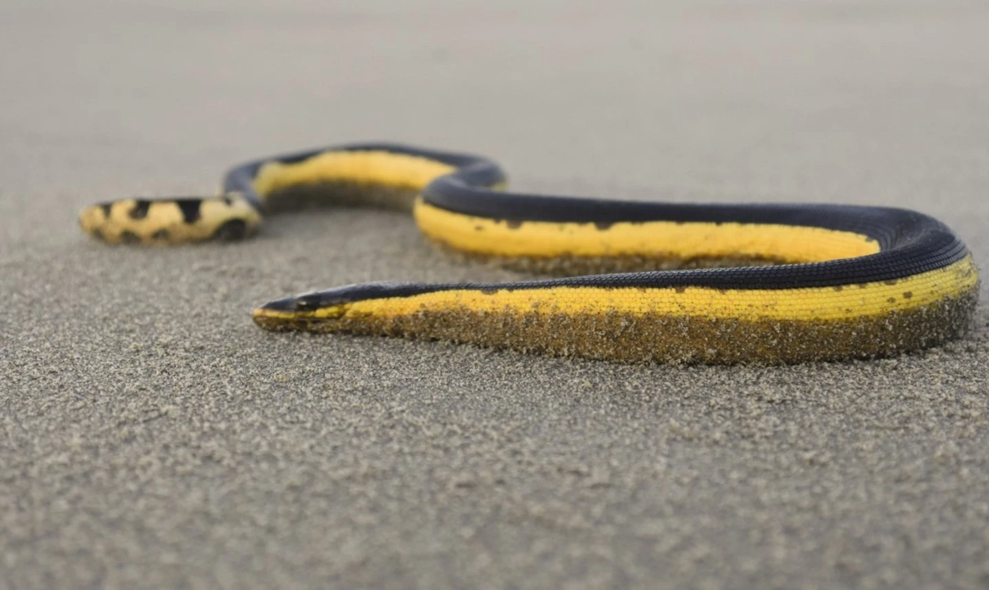 Yellow-bellied Sea Snake (Hydrophis platurus) image via animalia Bio