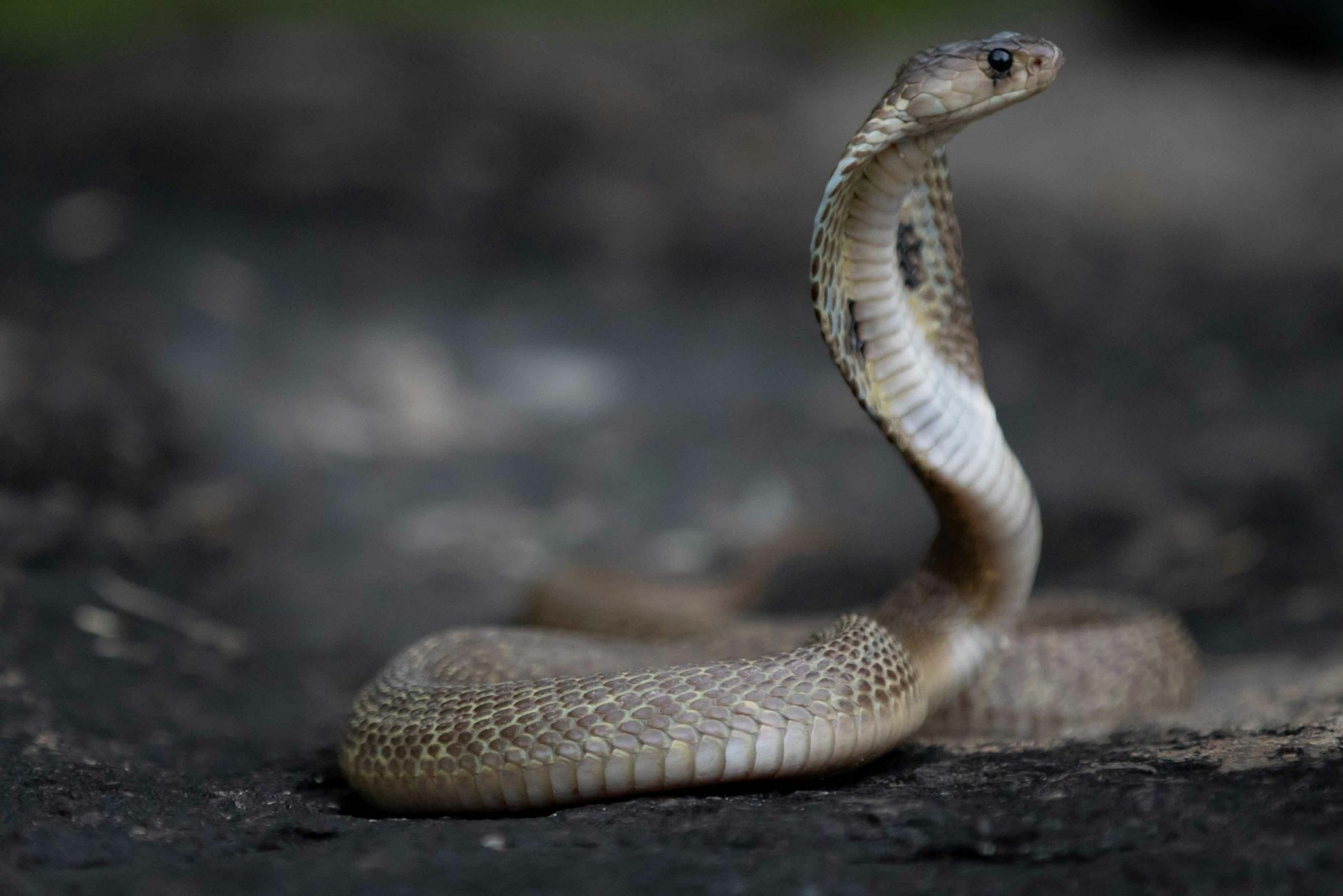 A close up of a cobra snake on the ground