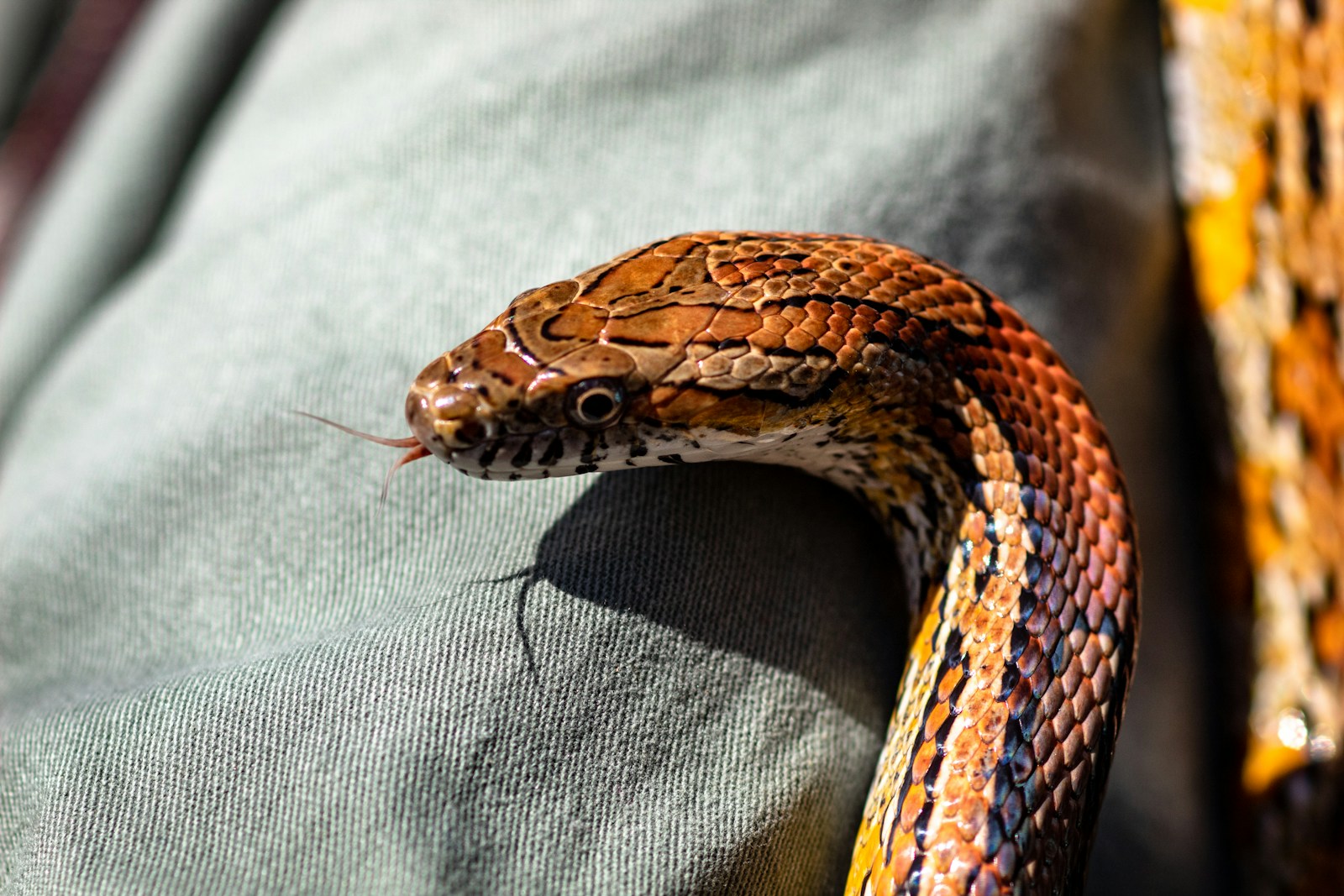 Brown snake