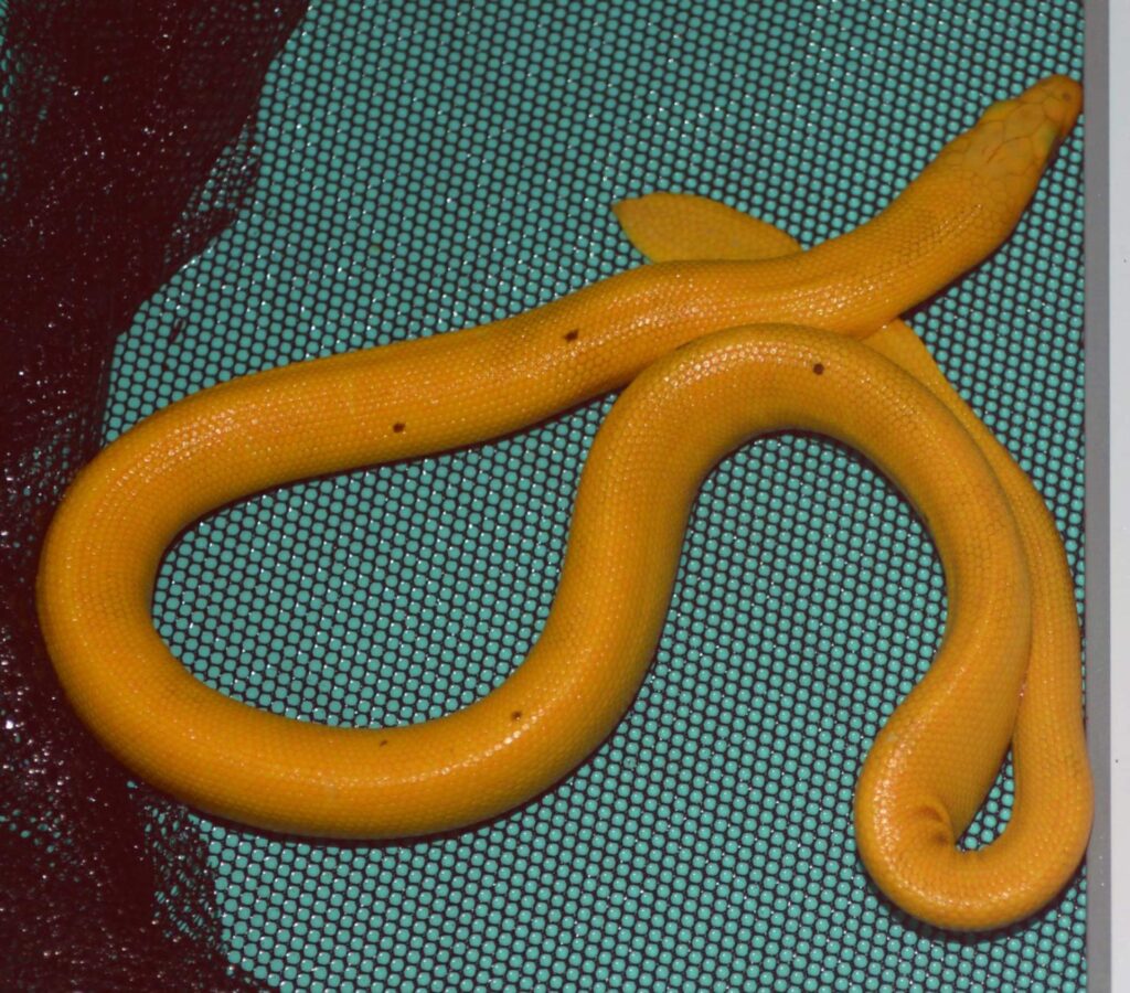 Yellow-bellied sea snake ( Hydrophis platurus) - via Sci.new