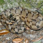 Eastern hognose snakes (Heterodon platirhinos)- Amphibians and Reptiles of North Carolina