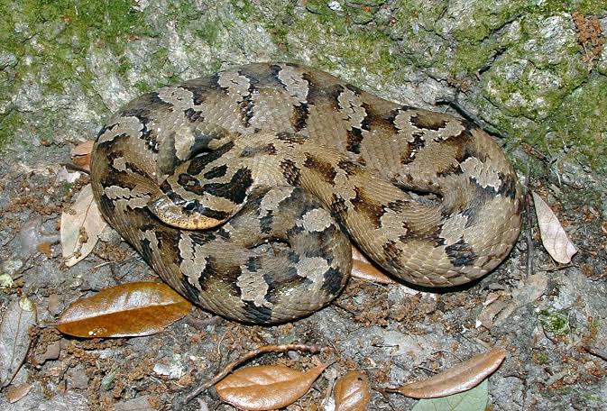 Eastern hognose snakes (Heterodon platirhinos)- Amphibians and Reptiles of North Carolina