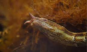 Tentacled Snake Animal Facts - Erpeton tentaculatum - Reddit