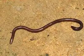 Brahminy blind snakes (Indotyphlops braminus)- Wikipedia