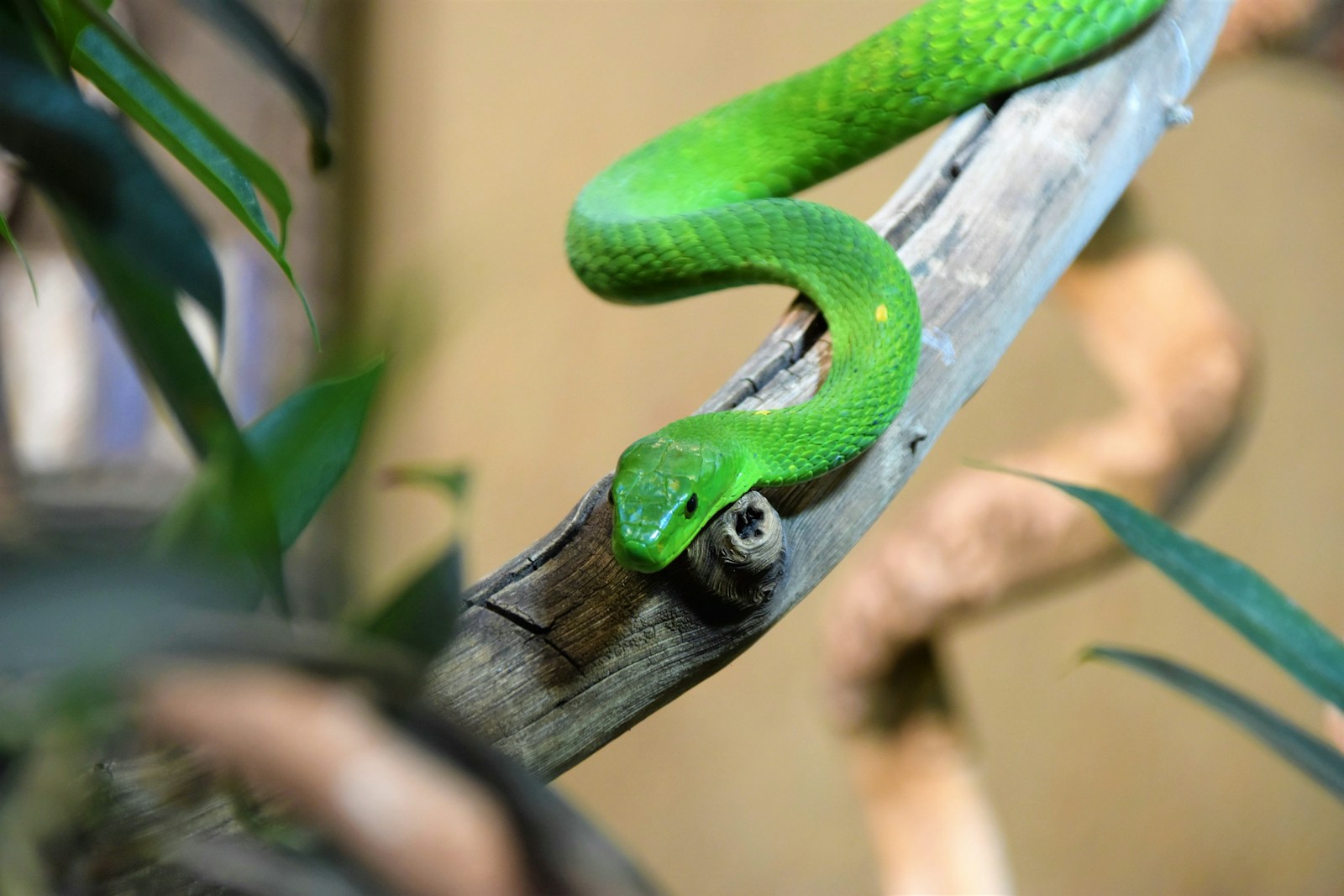 Green snake on twig