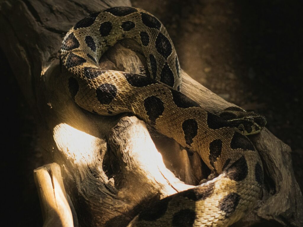 A spotted viper curled up on a tree branch