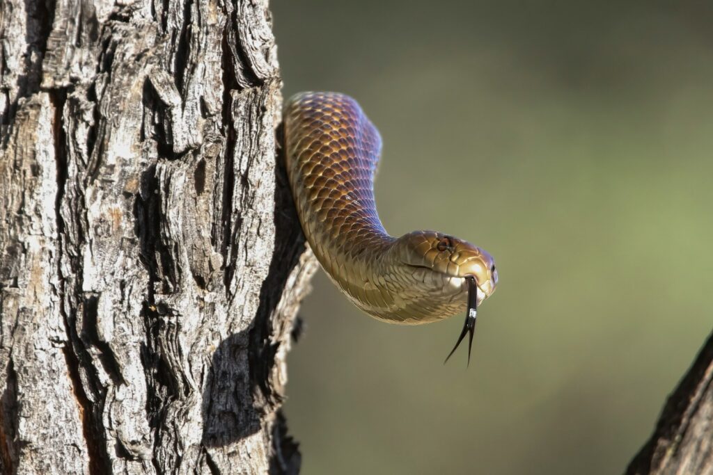 a brown snake with a fish in its mouth on a tree