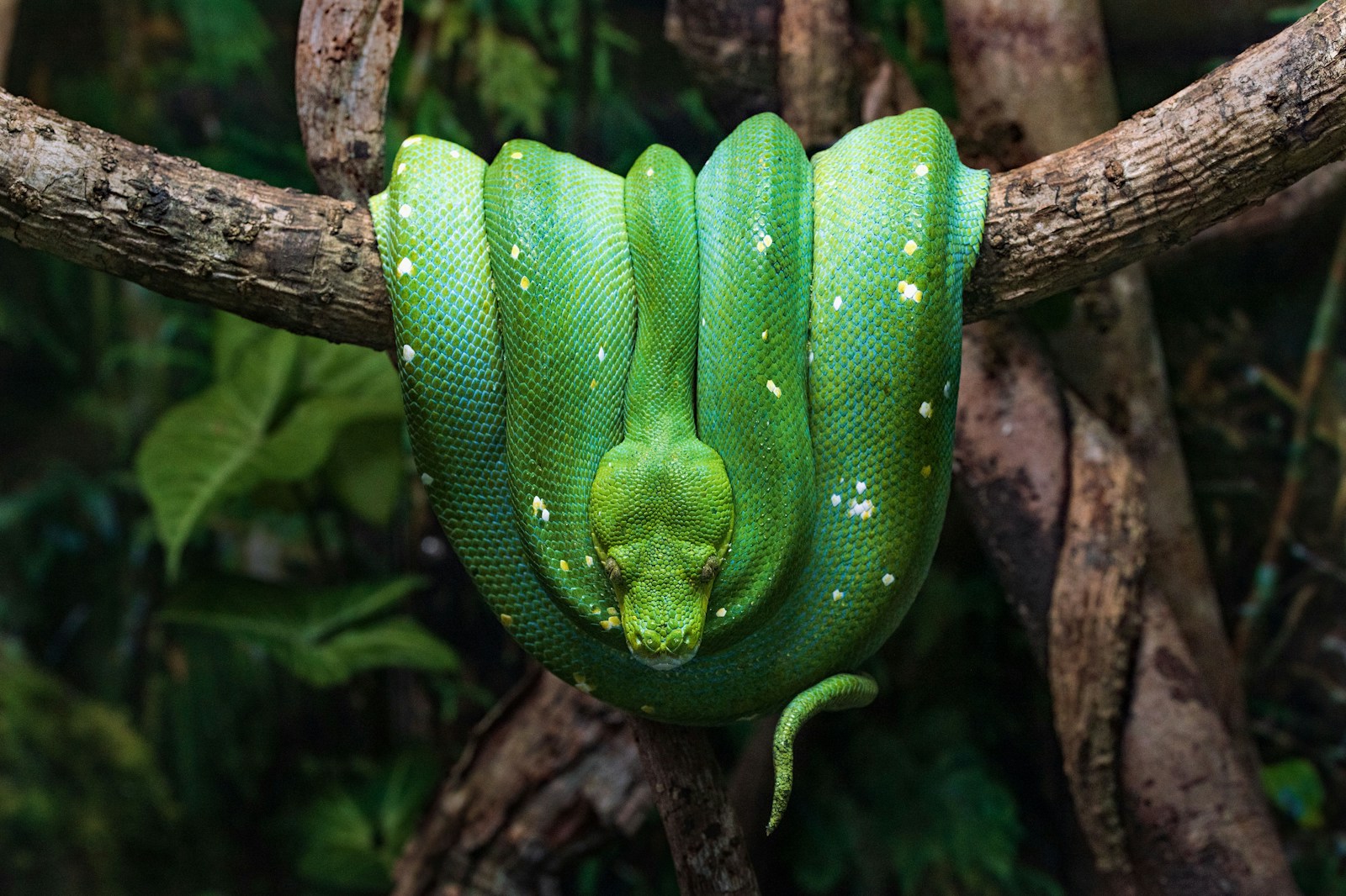 Smooth green snake on a brown tree branch