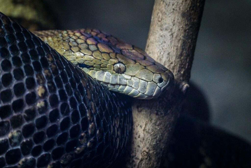 Shimmering Snake on Branch