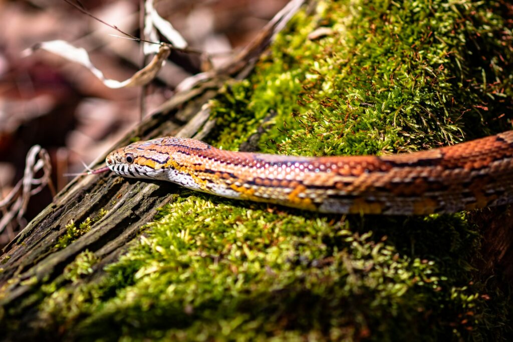 Rainbow Boa