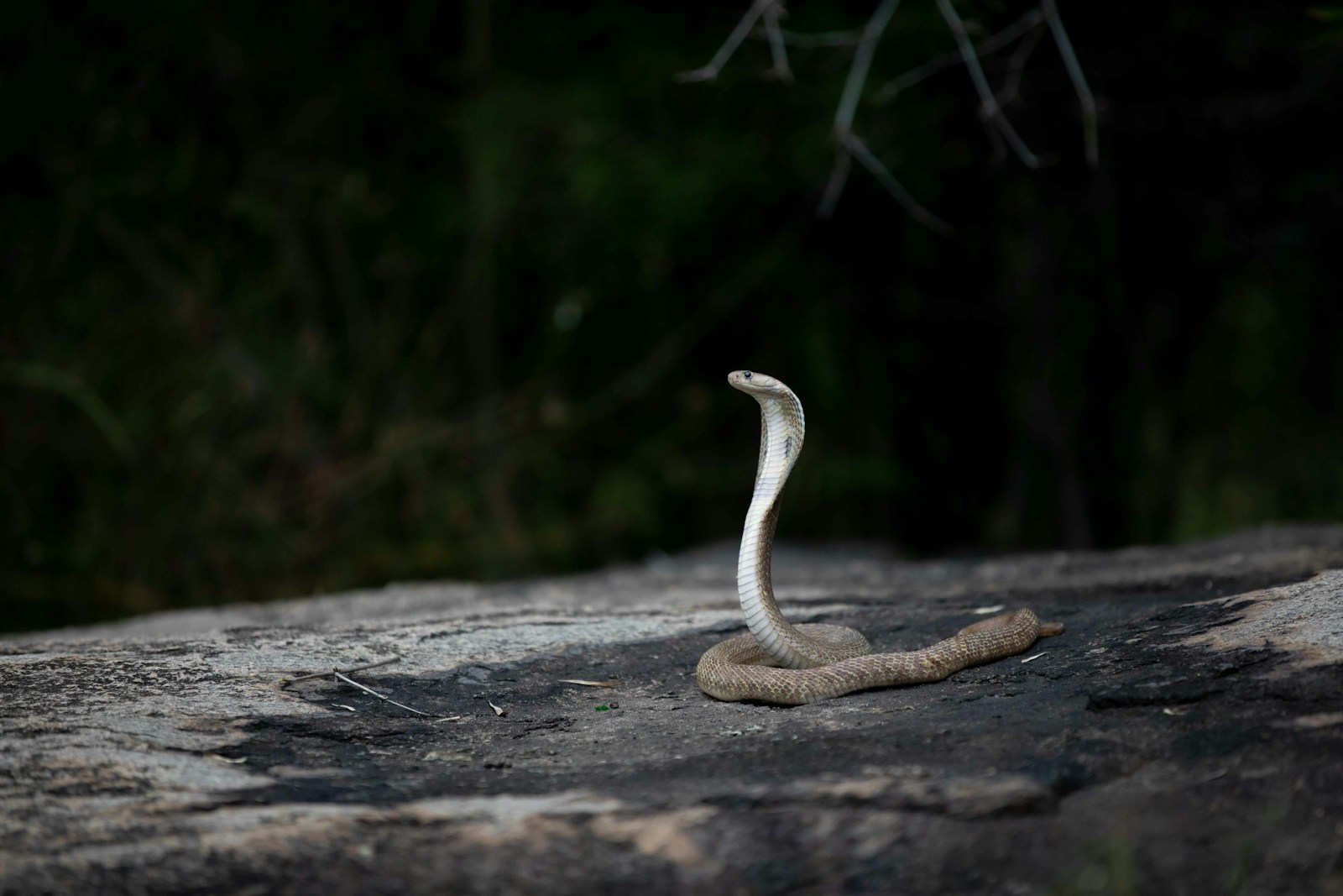 Cobra sitting on a rock in the dark