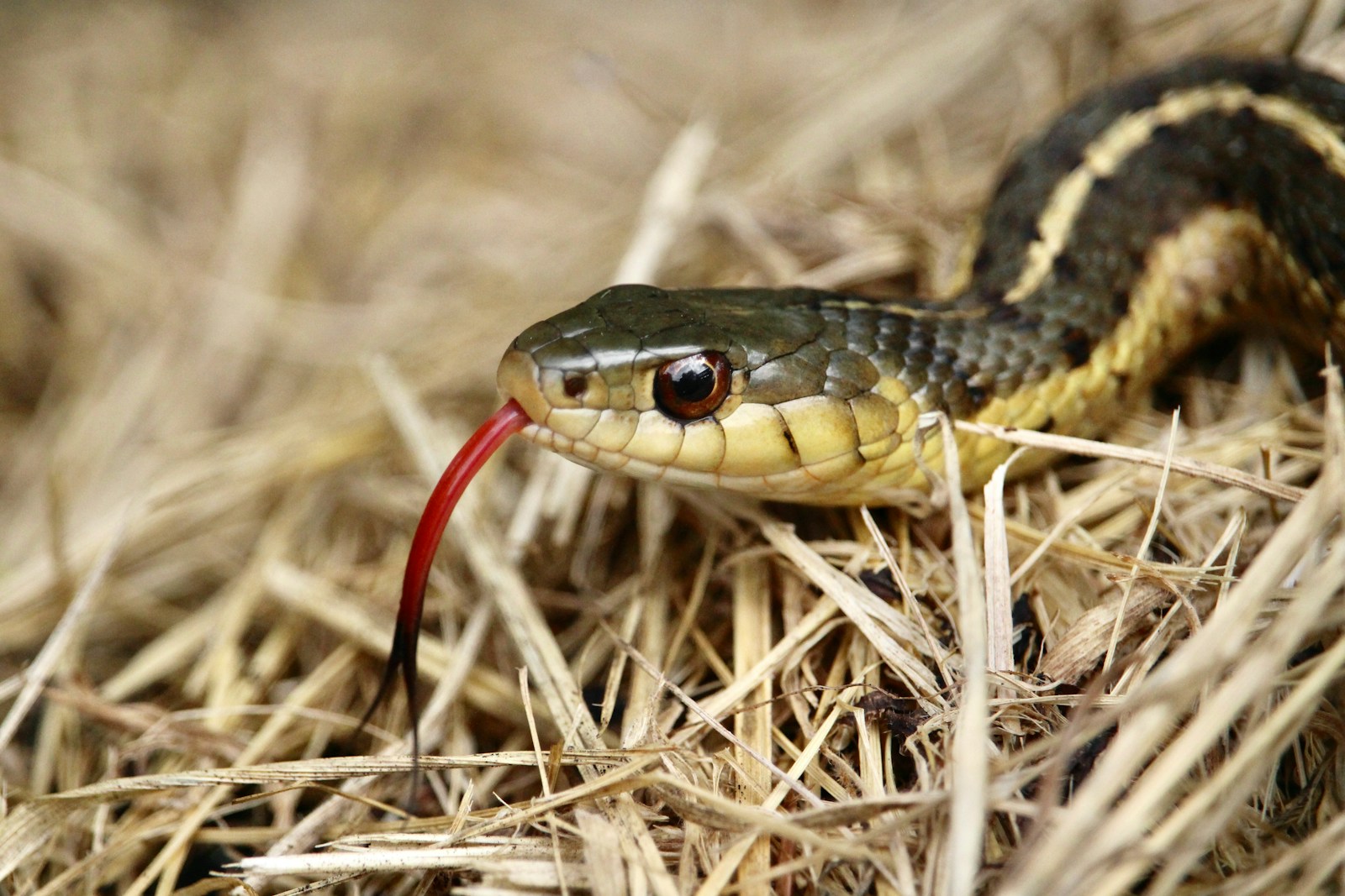 A black and yellow garter snake on the ground