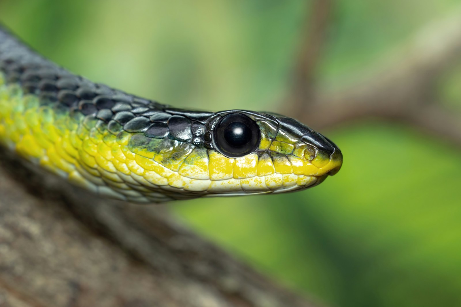 Green tree snake on a brown branch