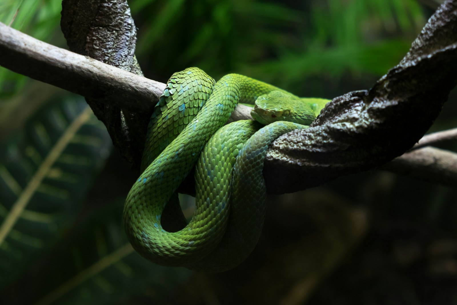 Green viper snake in a tree branch