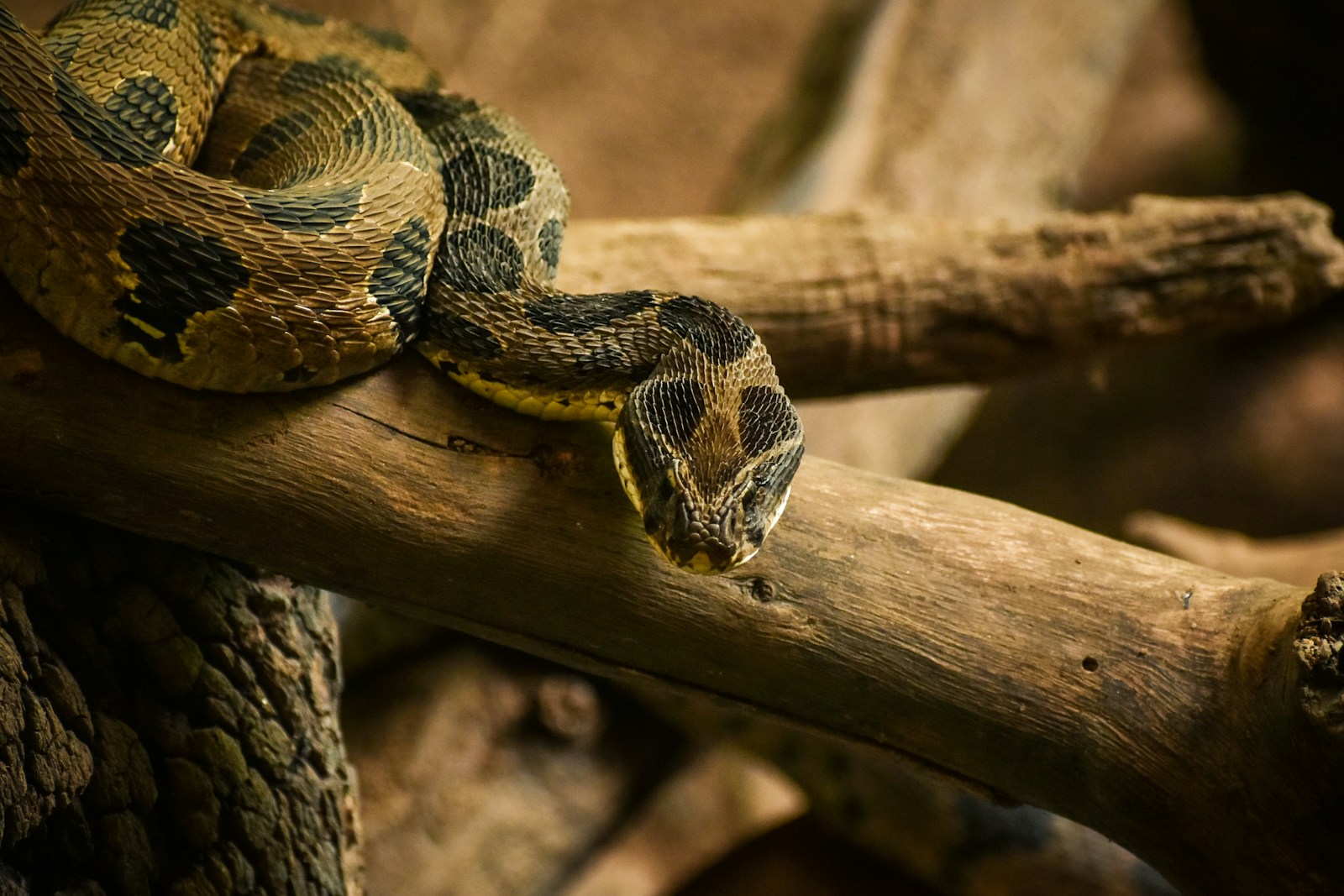 Black and brown python snake on brown wood