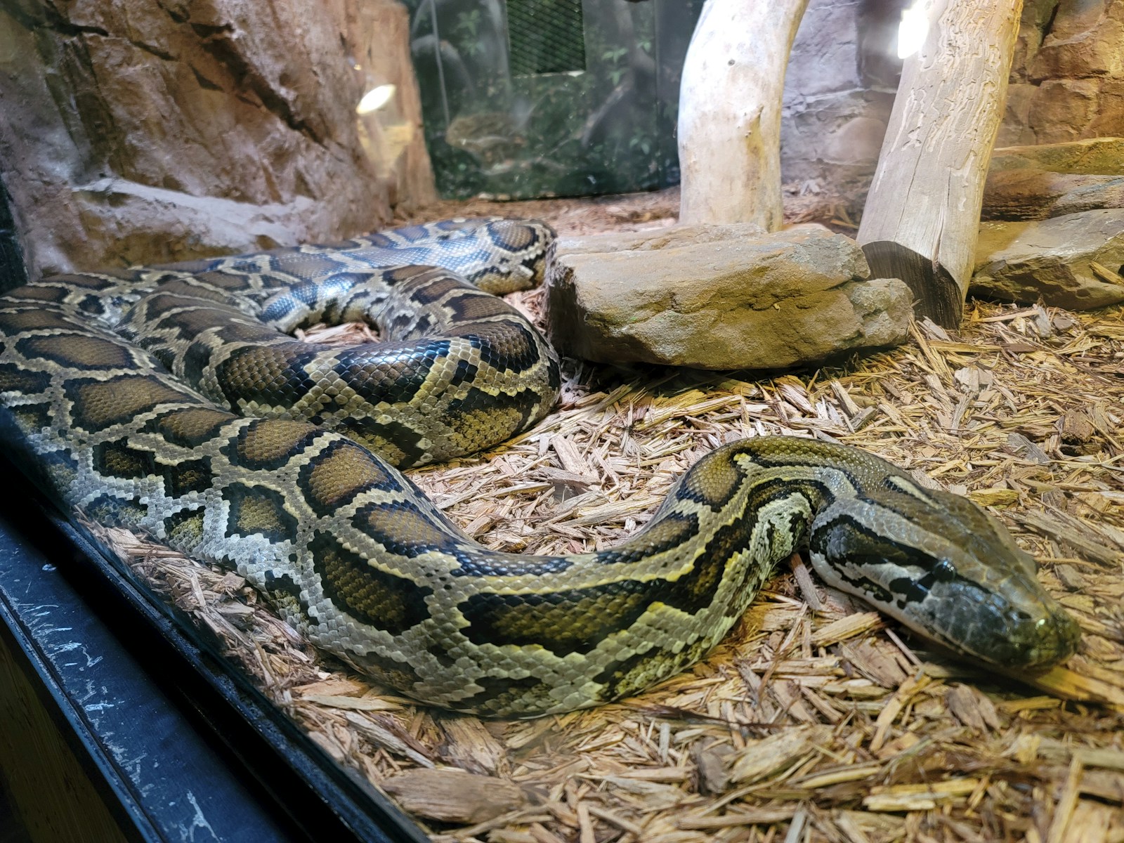 A large python snake laying on top of a pile of wood
