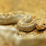 Rattlesnake