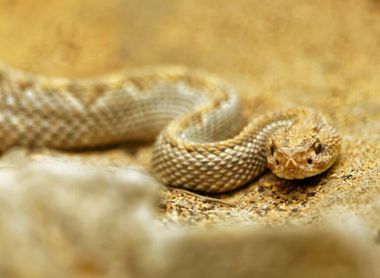 Python And Human How Snakes Respond to Human Body Language