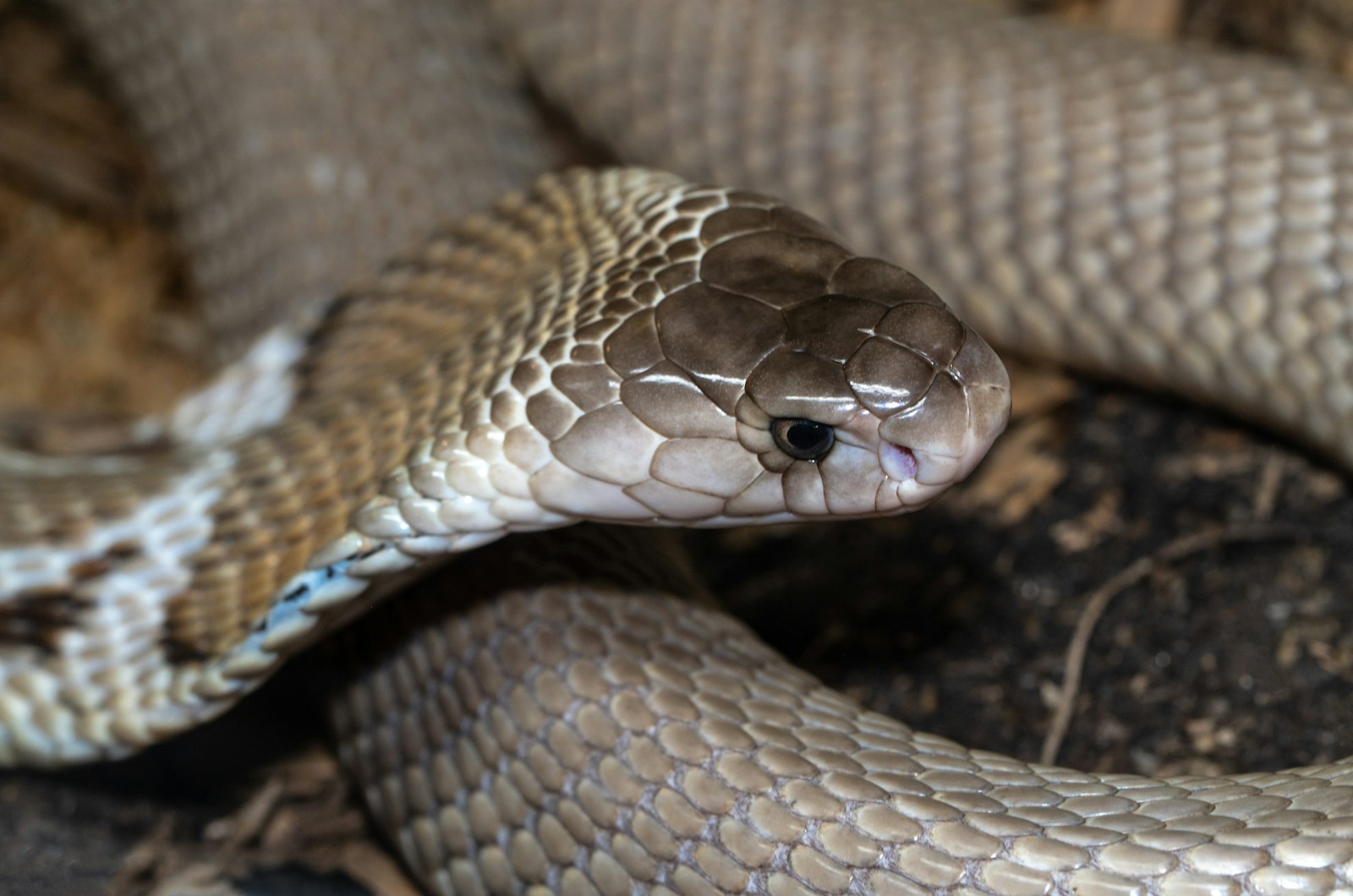 Brown and white cobra