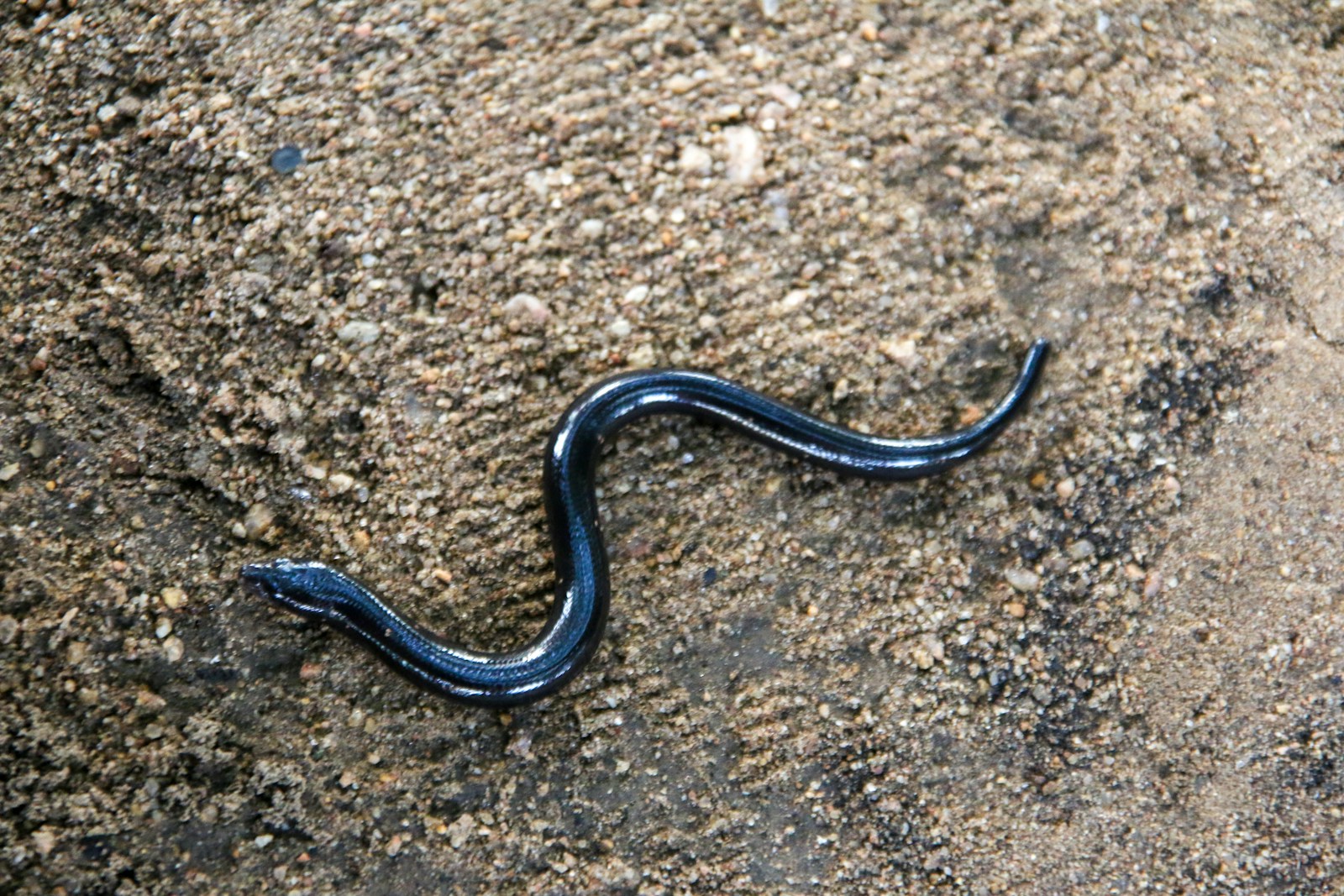 A ring-necked snake on the ground