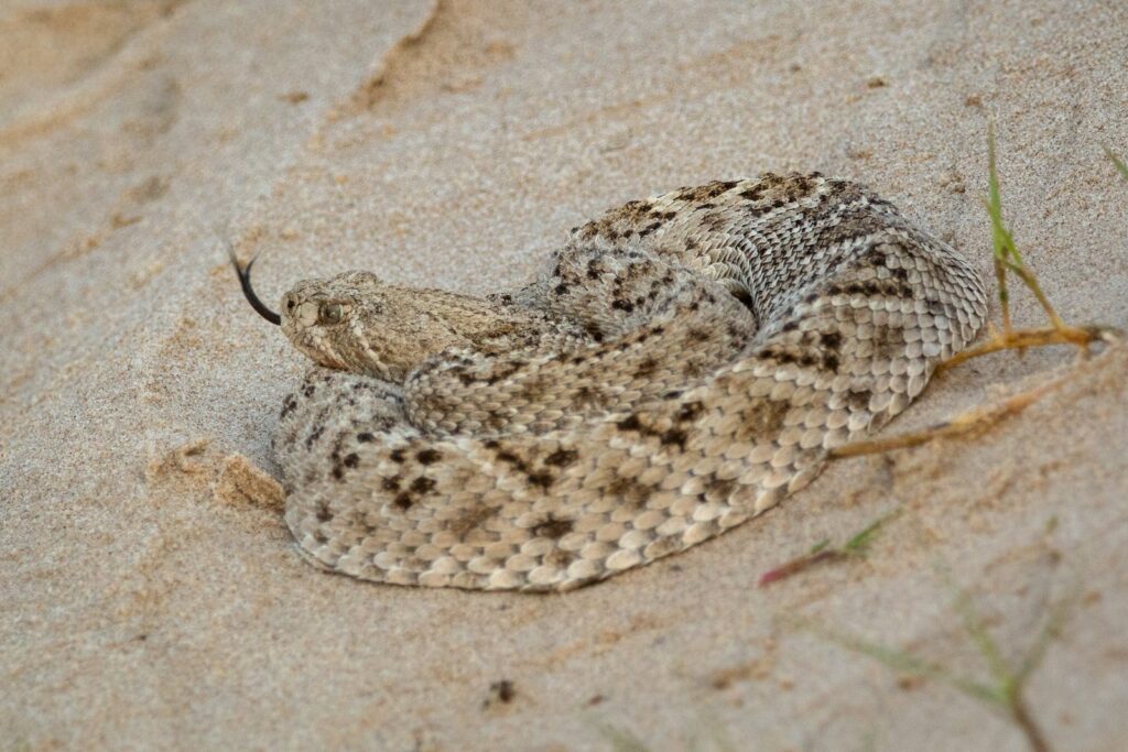 White and brown rattlesnake on brown sand