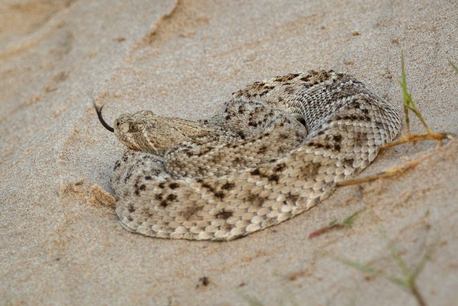 White and brown rattlesnake on brown sand