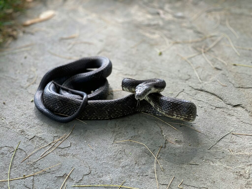 Black and white snake on the ground