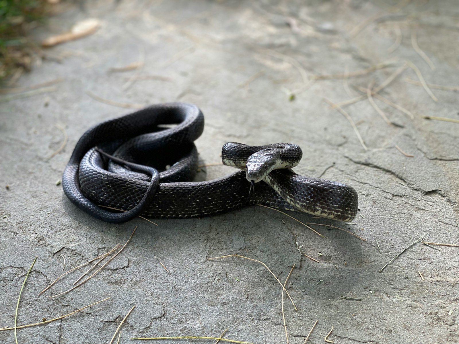 Black and white snake on the ground