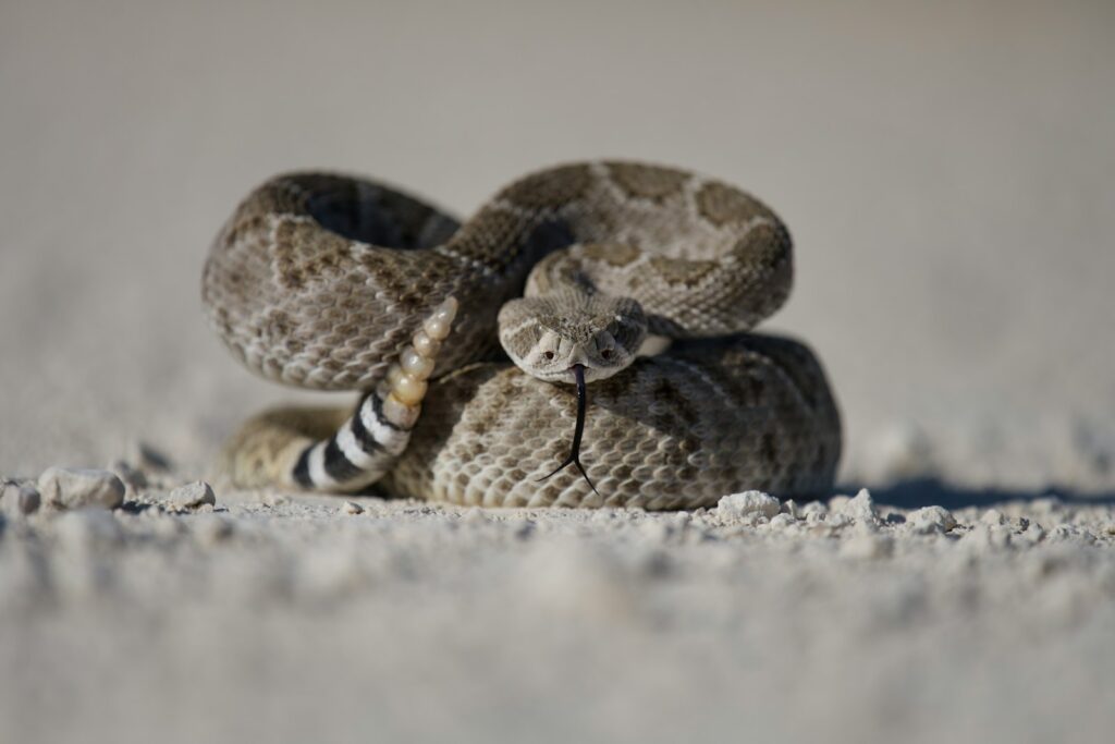 Brown and black rattlesnake on white sand