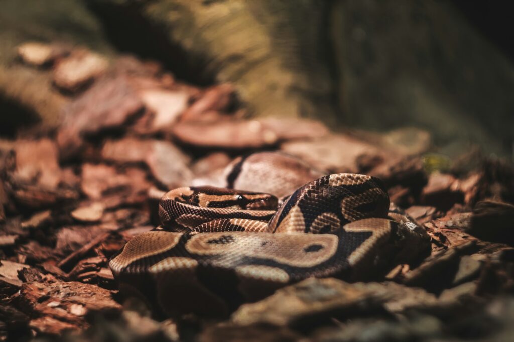 Brown and black snake on the ground