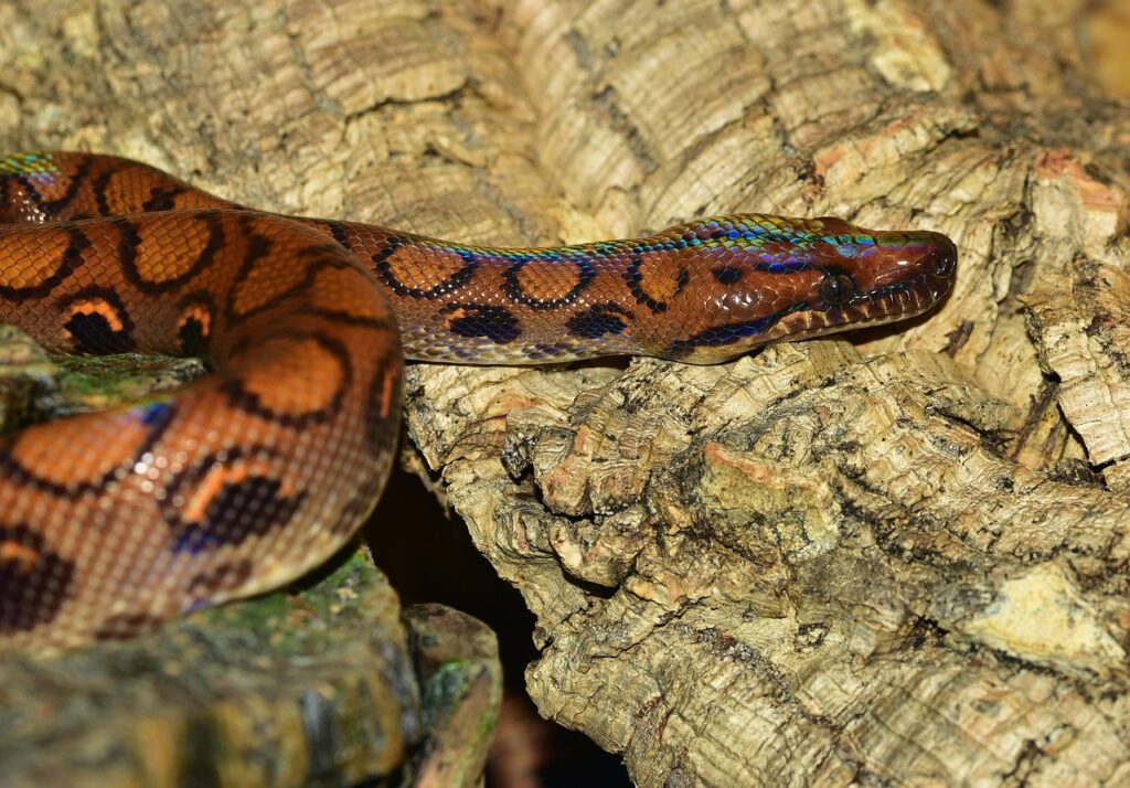 aShimmering Snake