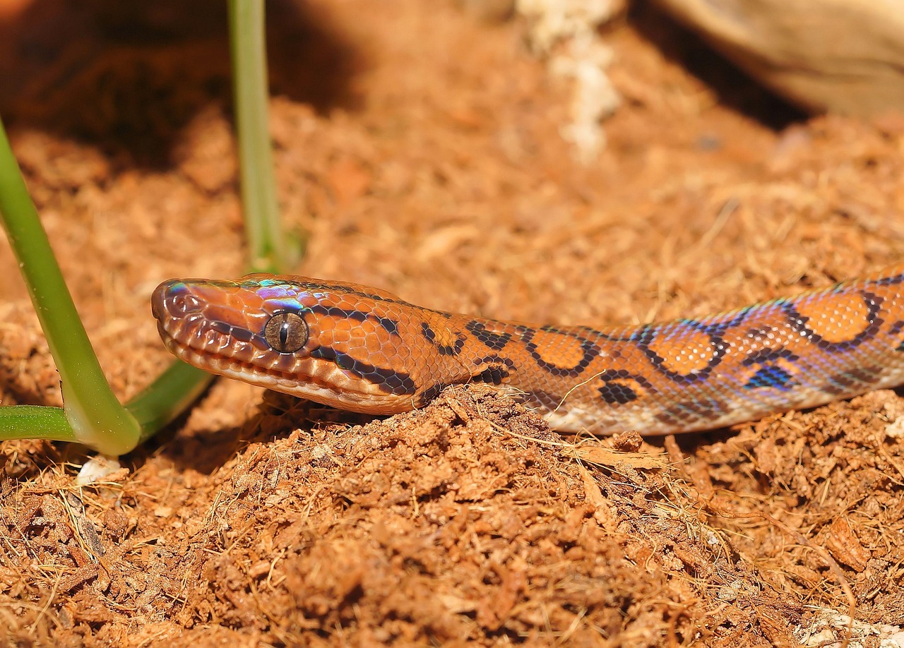 Shimmering Snake