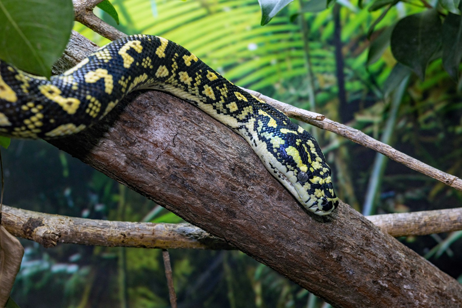 Yellow and black children's python snake on a tree branch
