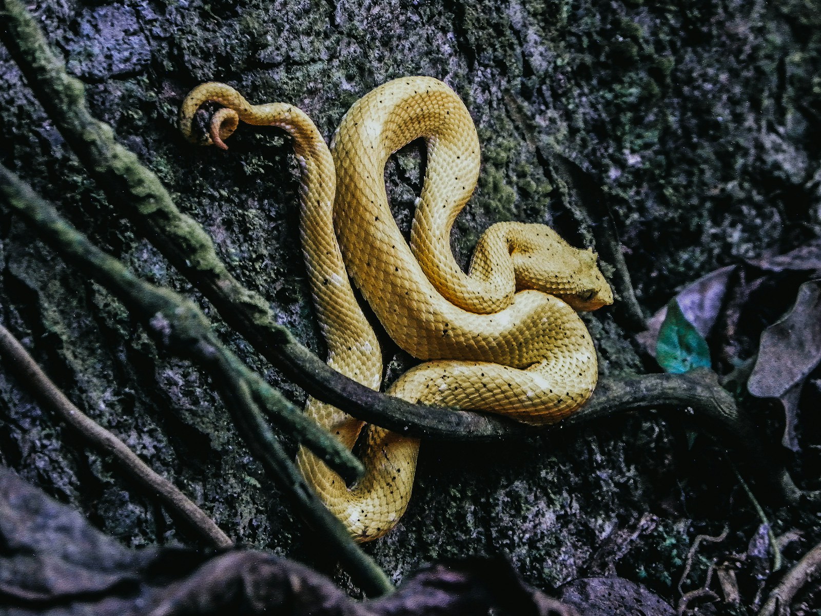 Yellow snake on the ground