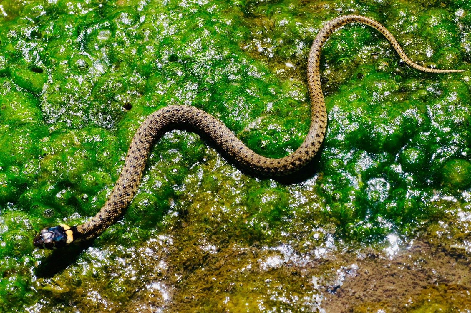 Brown snake on green algae