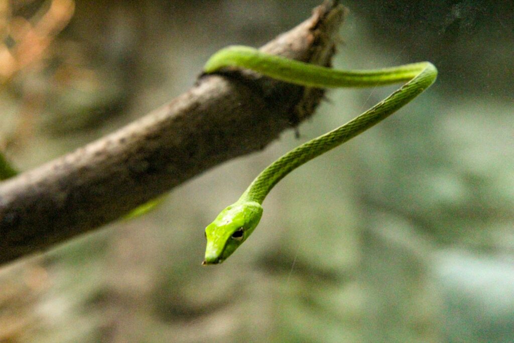 Smooth thin green snake on tree branch
