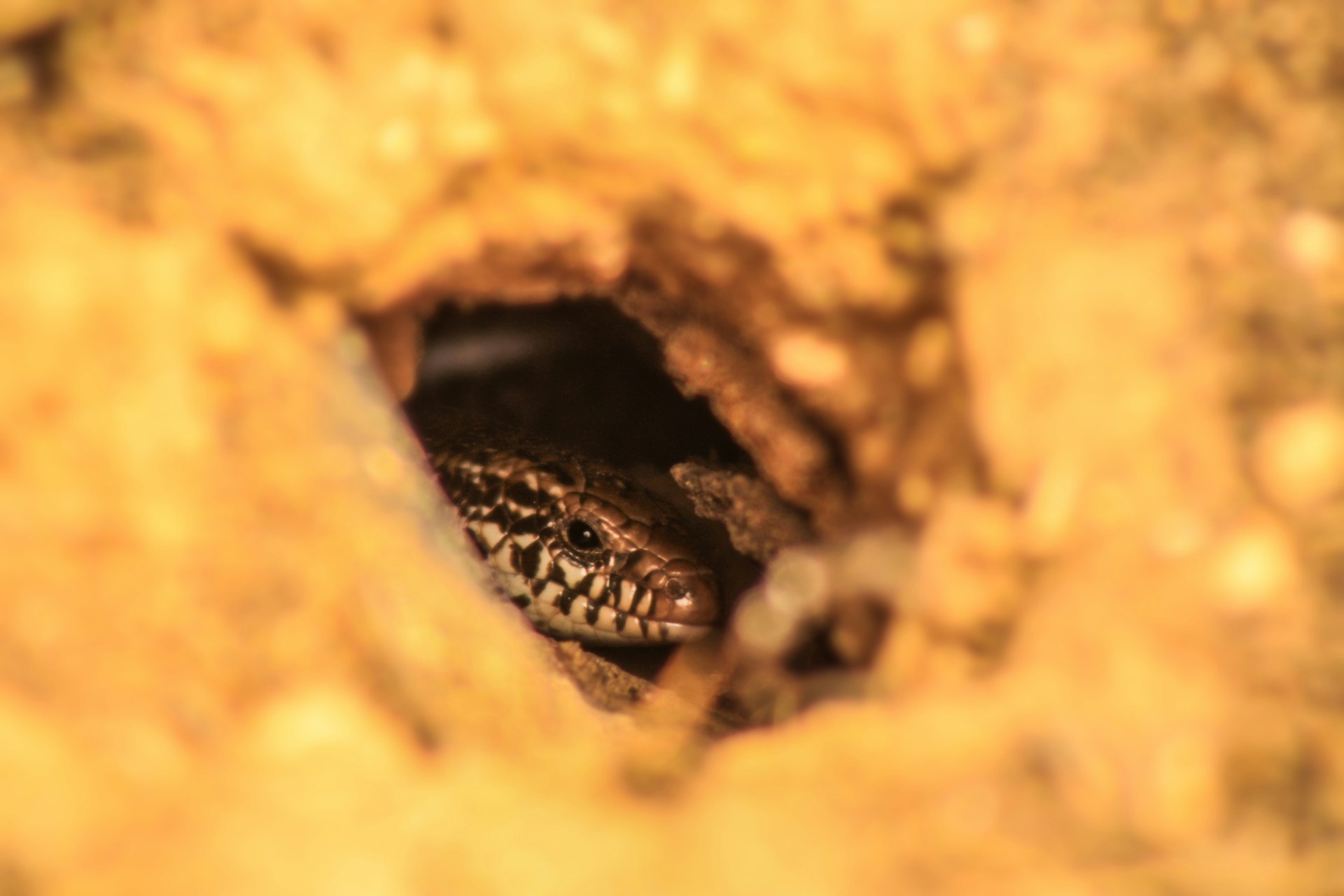 Hiding snake in cave