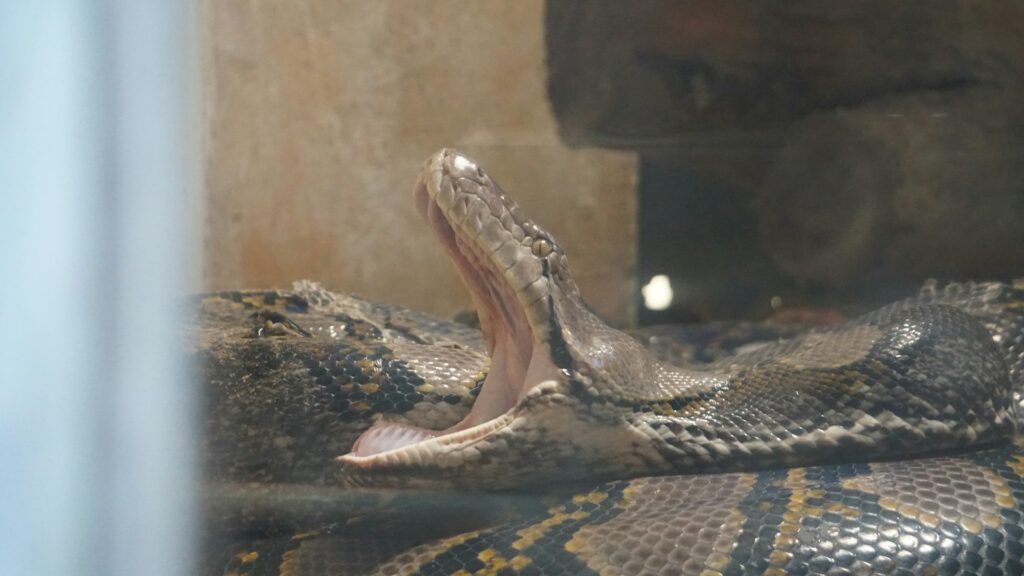 Python Snake
